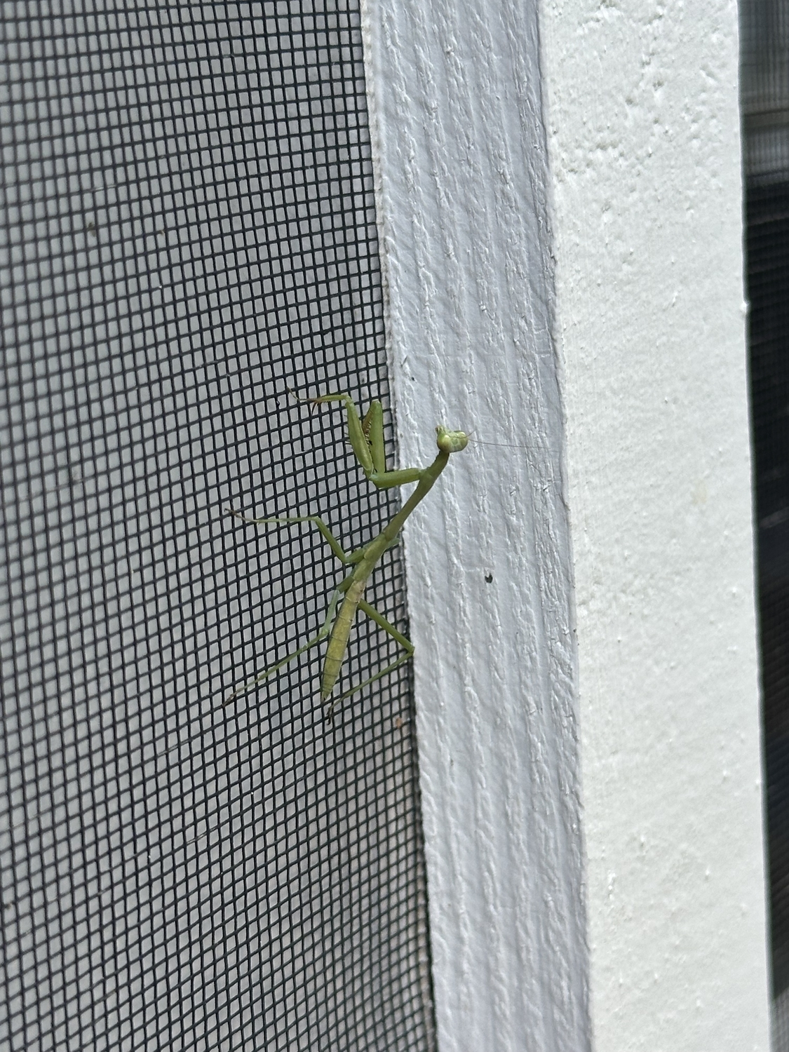 A little praying mantis climbing on the screen on my back porch
